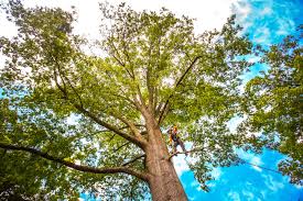 How Our Tree Care Process Works  in  Woods Creek, WA