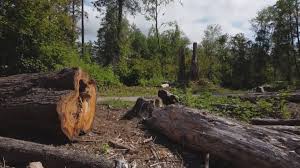 Best Tree Cabling and Bracing  in Woods Creek, WA