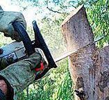 Best Tree and Shrub Care  in Woods Creek, WA