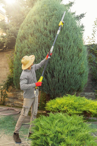Best Tree Mulching  in Woods Creek, WA