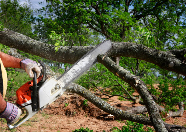 Best Lawn Irrigation Installation and Maintenance  in Woods Creek, WA